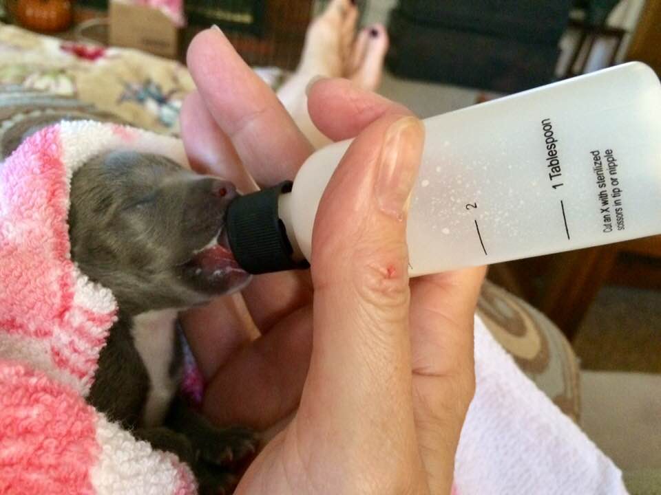 Gracie